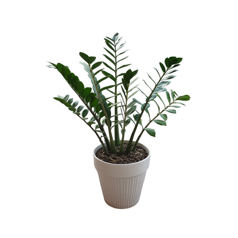 گیاه طبیعی زاموفیلیا کد 29 گیاه طبیعی زاموفیلیا کد 29