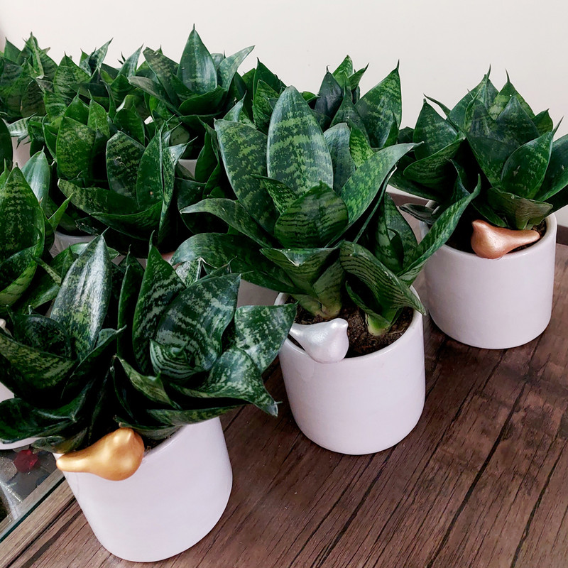 گیاه طبیعی سانسوریا مدل F-33 گیاه طبیعی سانسوریا مدل F-33