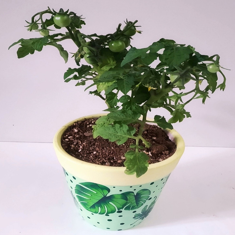 گیاه طبیعی گوجه چری مدل C-24 مجموعه 2 عددی