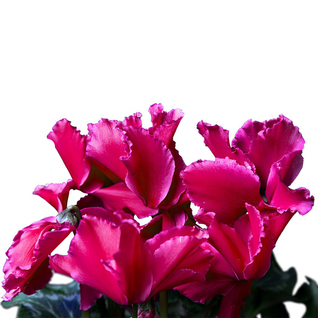 گیاه طبیعی سیکلامن گلیتال مدل GTL119