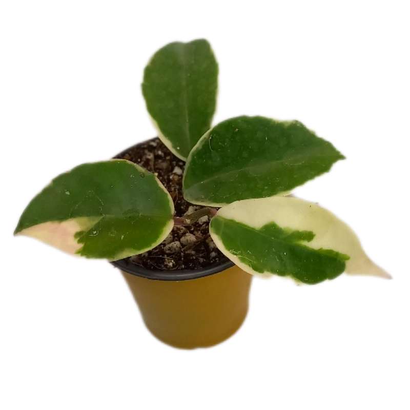 گیاه طبیعی هویا کریمسون کویین مدل 07