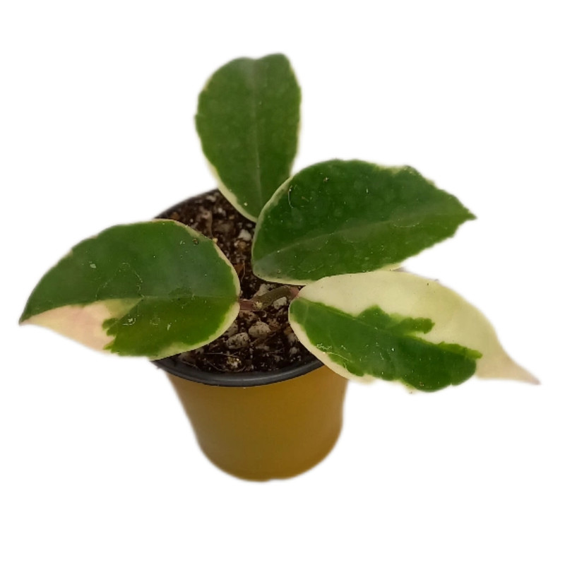 گیاه طبیعی هویا کریمسون کویین مدل 07