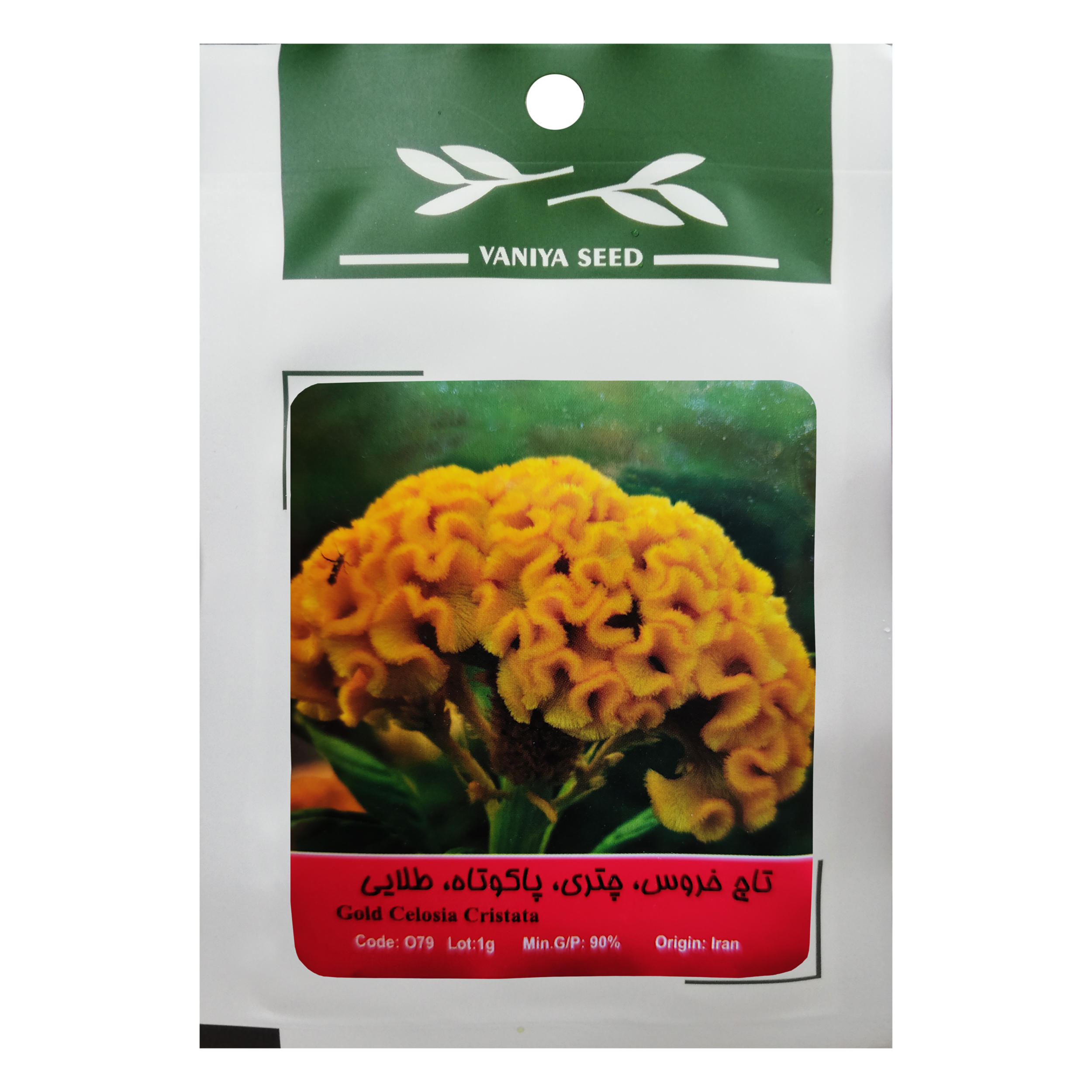 بذر گل تاج خروس چتری پاکوتاه طلایی وانیا سید مدل O79