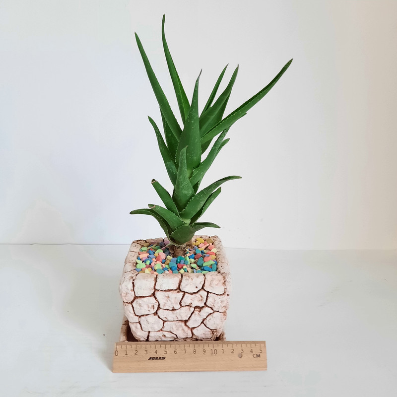 گیاه طبیعی آلوئه ورا مدل شاخ بزی