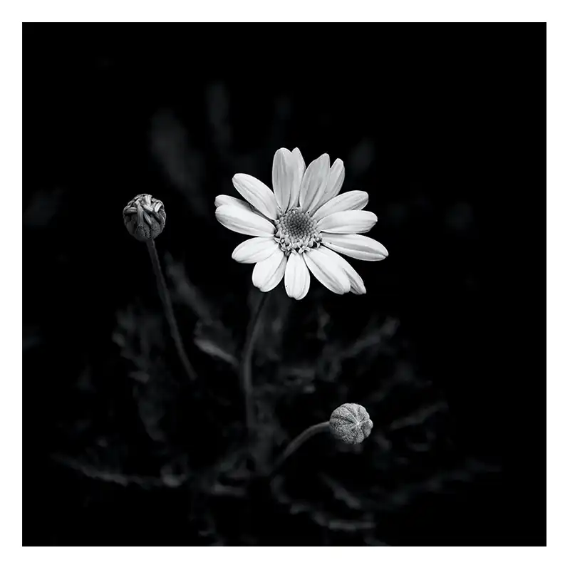 تابلو مدل روشنای گل