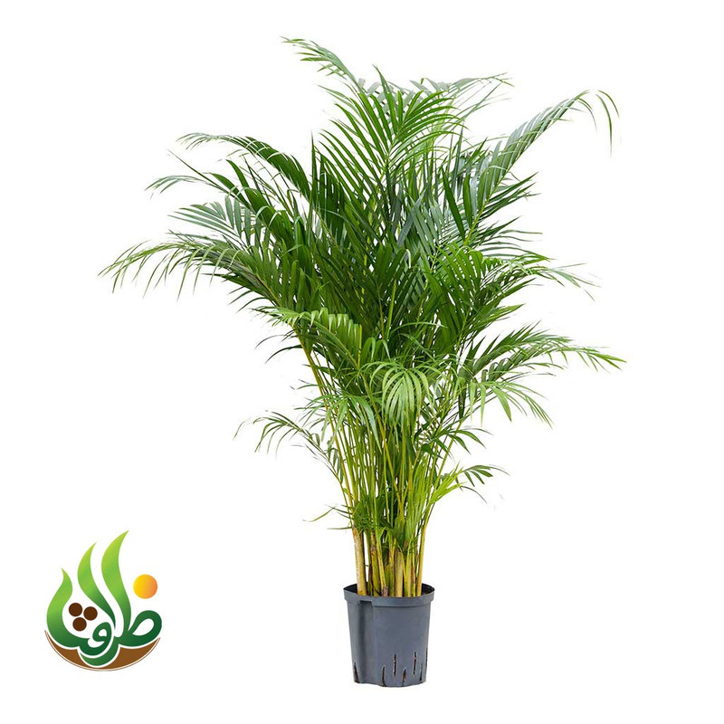 کود کامل تقویتی نخل اریکا ظرافت مدل KO21151 وزن 100 گرم