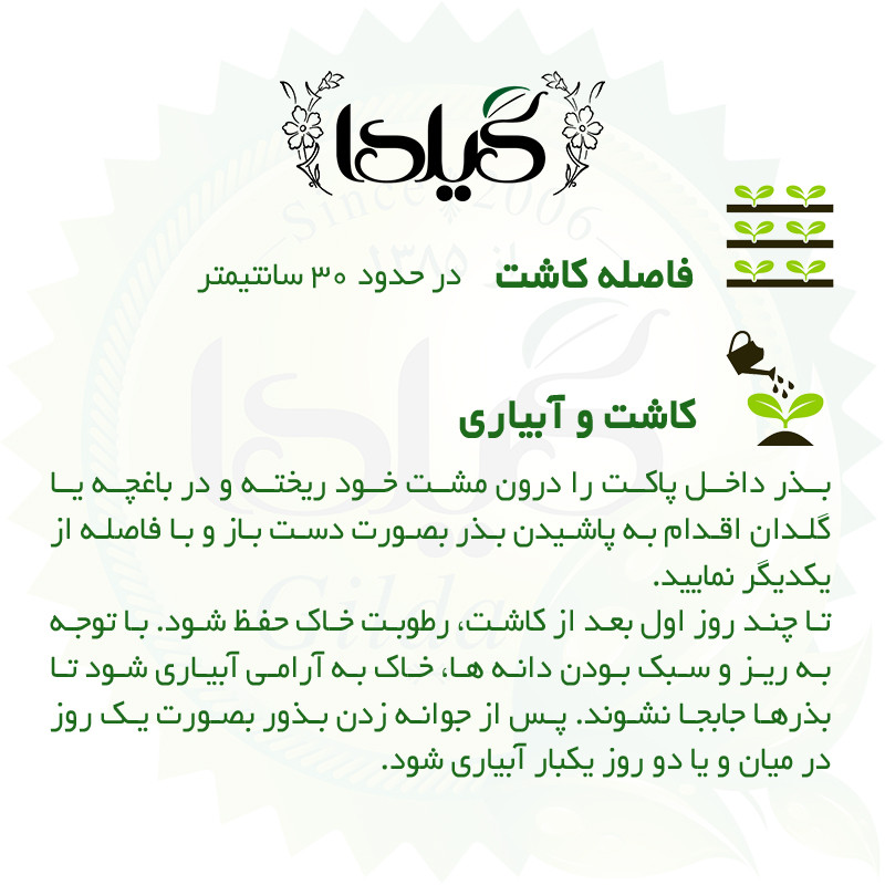 بذر کلم قمری گیلدا کد 310