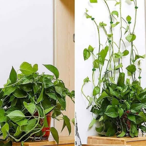نگهدارنده گیاه مدل برگ بسته 128 عددی