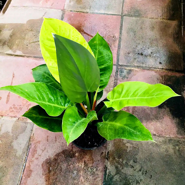 گل طبیعی فیلودندرون تافکو مدل سبز کد 2x گل طبیعی فیلودندرون تافکو مدل سبز کد 2x