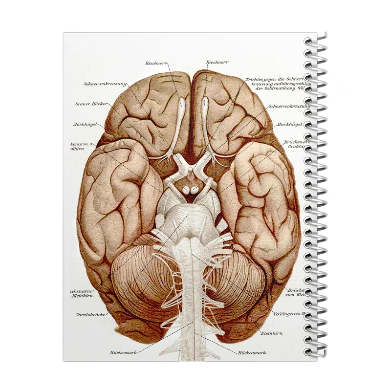 دفتر مشق 100 برگ مدل آناتومی مغز کد 1