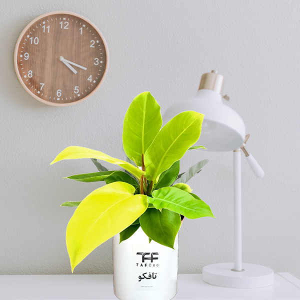 گل طبیعی فیلودندرون نئون  تافکو مدل لیمویی کد 2x