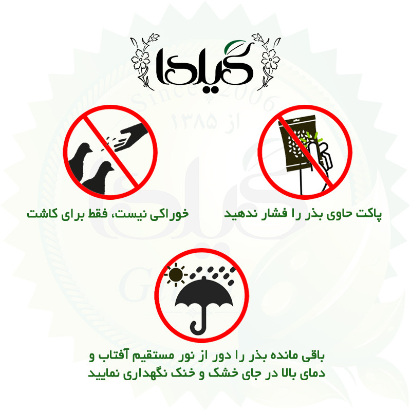 بذر نیلوفر پیچ گیلدا کد 821