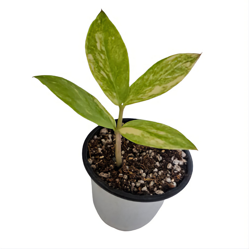 گیاه طبیعی زاموفیلیا مدل ابلق خامه ای 4 برگی