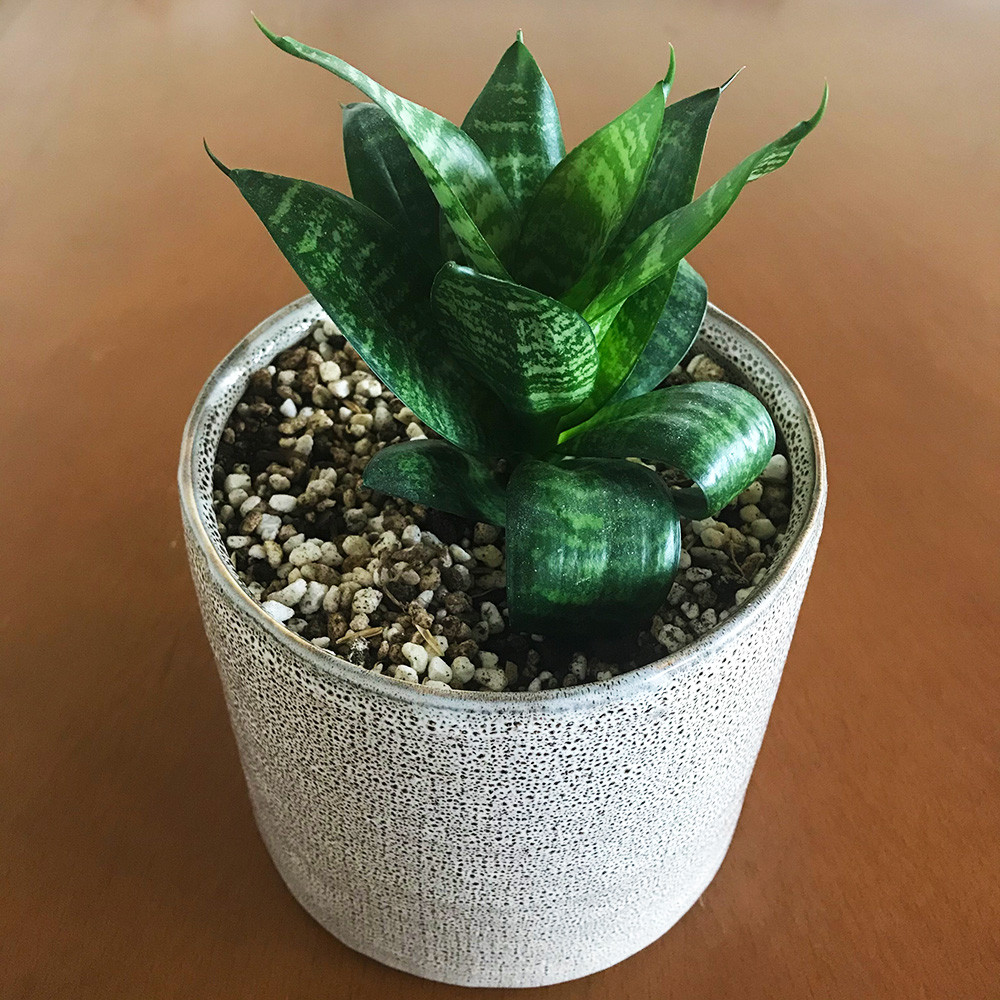 سانسوریا پا کوتاه مدل لوکس رومیزی سانسوریا پا کوتاه مدل لوکس رومیزی