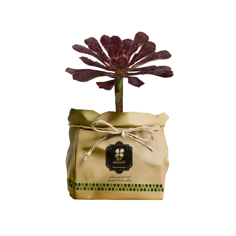 گیاه آئونیوم ناز بشقابی قرمز شرکت گلباران سبز گیلان مدل GN12-27AK