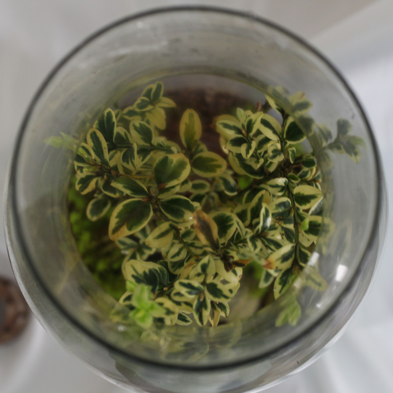 تراریوم گیاه طبیعی کد OST-22