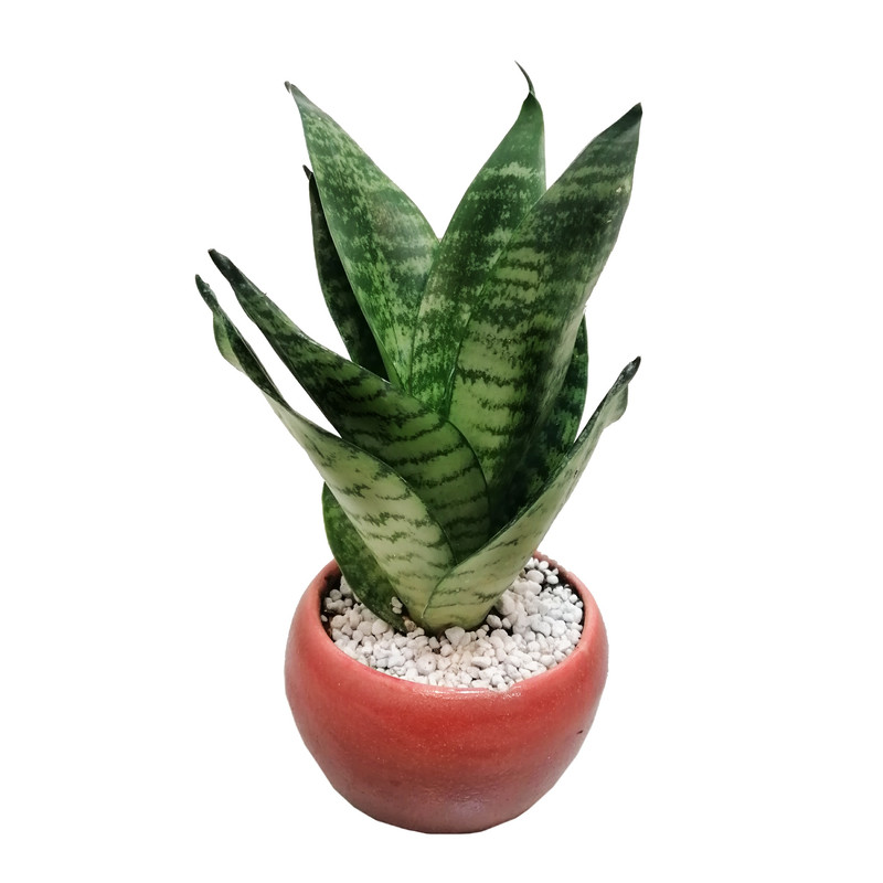 گیاه طبیعی سانسوریا مدل پاکوتاه مینیاتوری گیاه طبیعی سانسوریا مدل پاکوتاه مینیاتوری