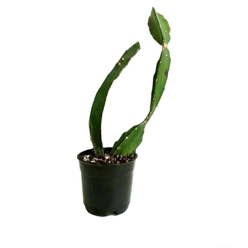 گیاه طبیعی دراگون فروت مدل نشائی