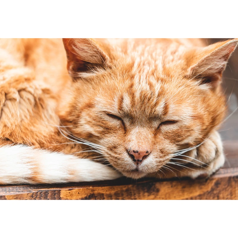 تابلو شاسی طرح حیوان گربه مدل T1878