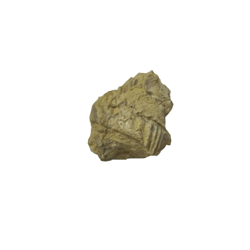 سنگ راف آمیتیست مدل فسیلی