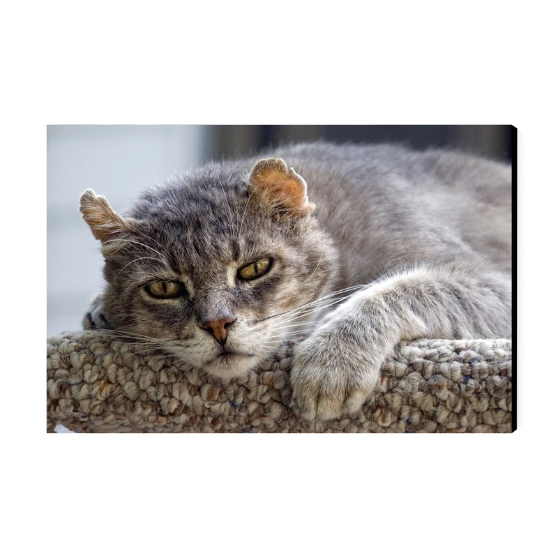 تابلو شاسی عرش مدل فانتزی گربه کد As4779