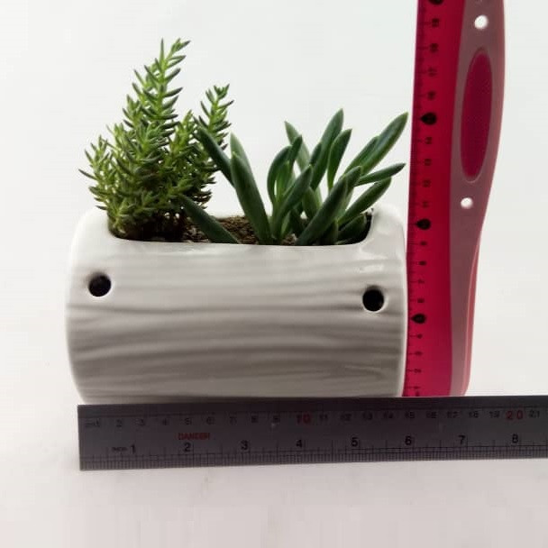 گیاه طبیعی کاکتوس مدل ساکولنت کد K001 گیاه طبیعی کاکتوس مدل ساکولنت کد K001