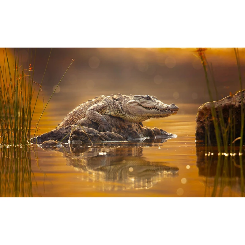 تابلو شاسی طرح تمساح و سوسمار و برکه مدل T7766