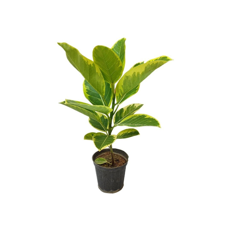 گیاه طبیعی فیکوس آلتیسیما مدل 03