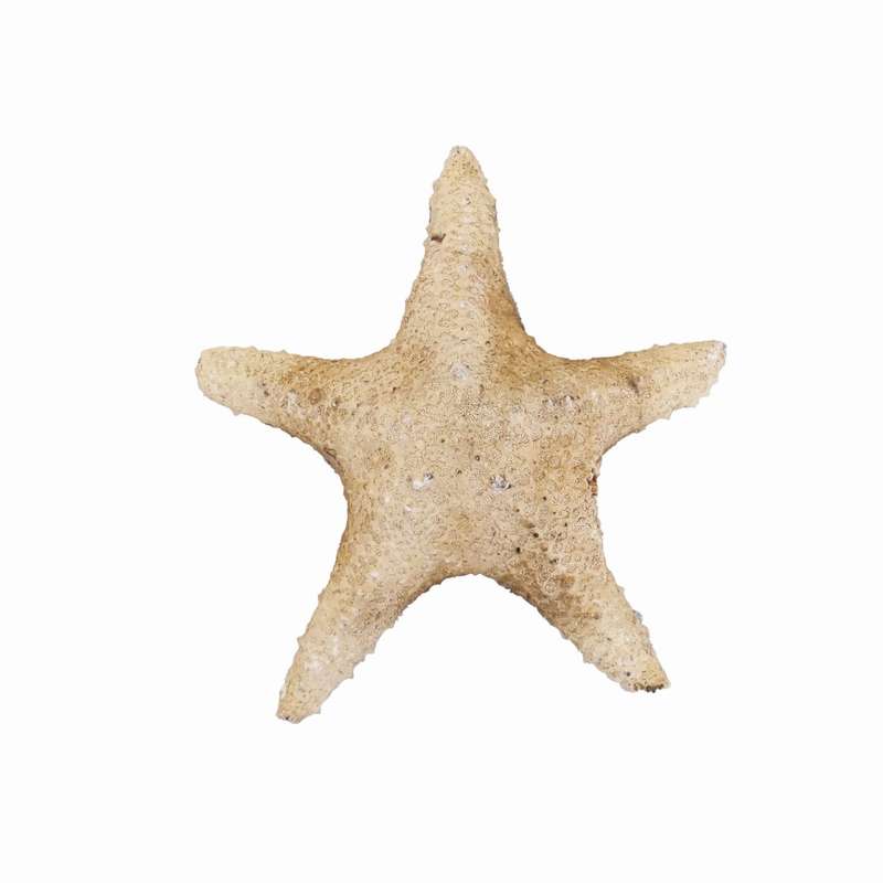 ستاره دریایی تزیینی مدل b3