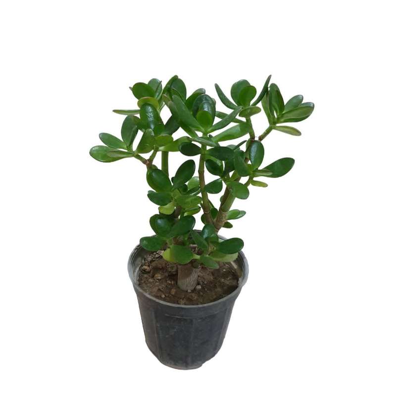 گیاه طبیعی یشم کد 600