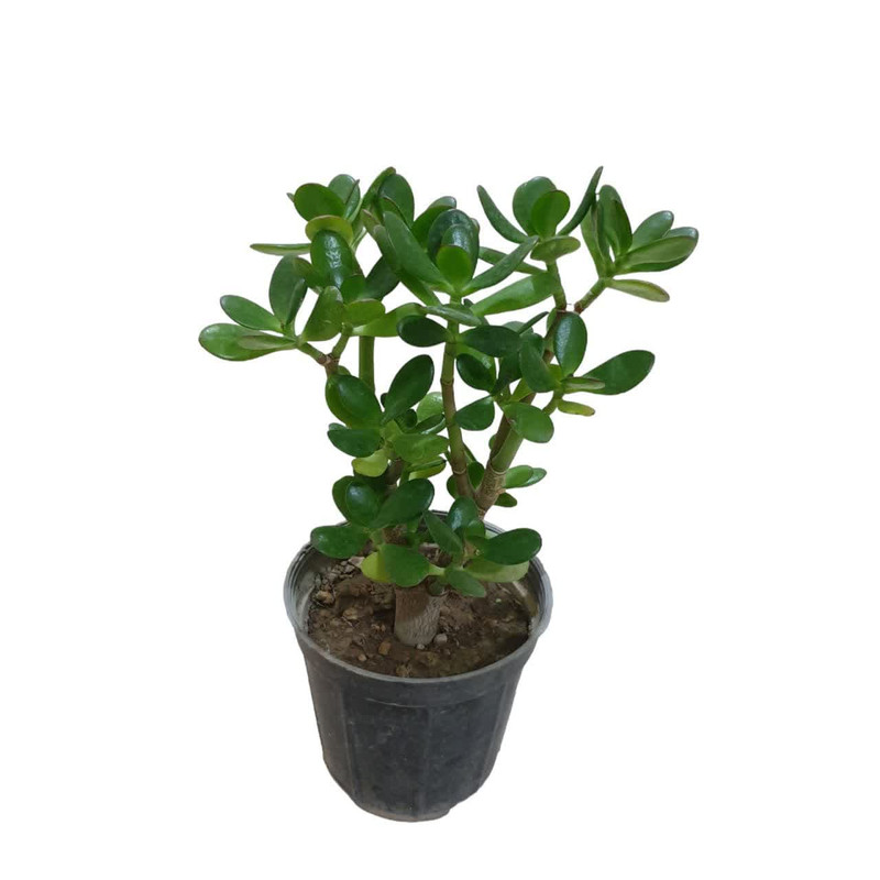 گیاه طبیعی یشم کد 600