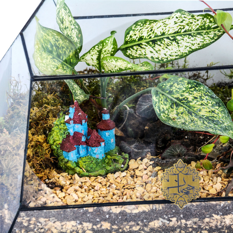 گیاه طبیعی تراریوم بلند هیمان مدل ذوزنقه کد HV014 گیاه طبیعی تراریوم بلند هیمان مدل ذوزنقه کد HV014