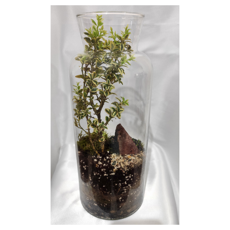 تراریوم گیاه طبیعی کد OST-11