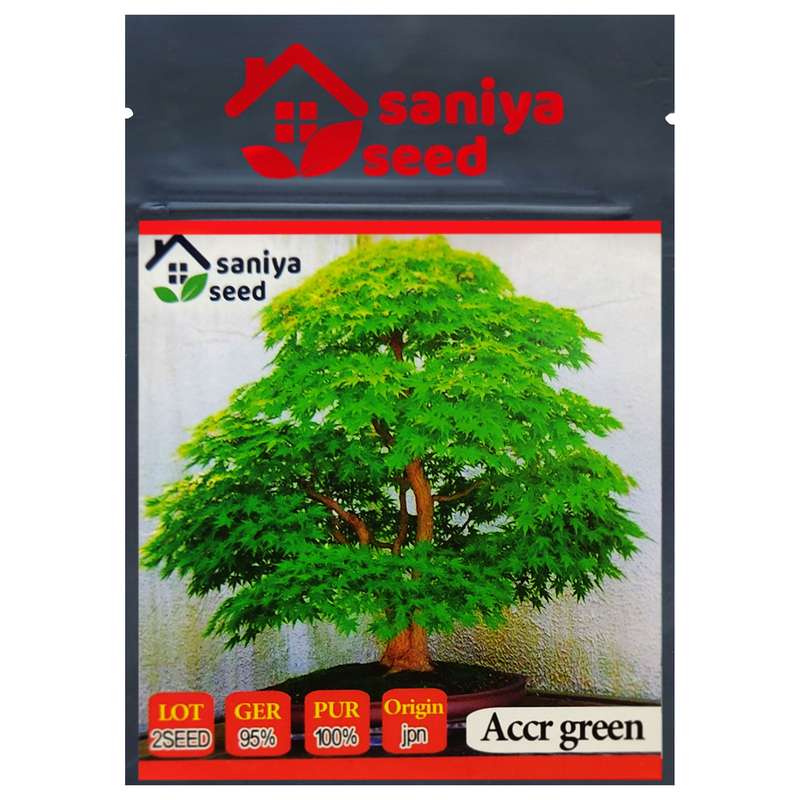 بذر بنسای افرا سبز ژاپنی سانیا سید مدل S5