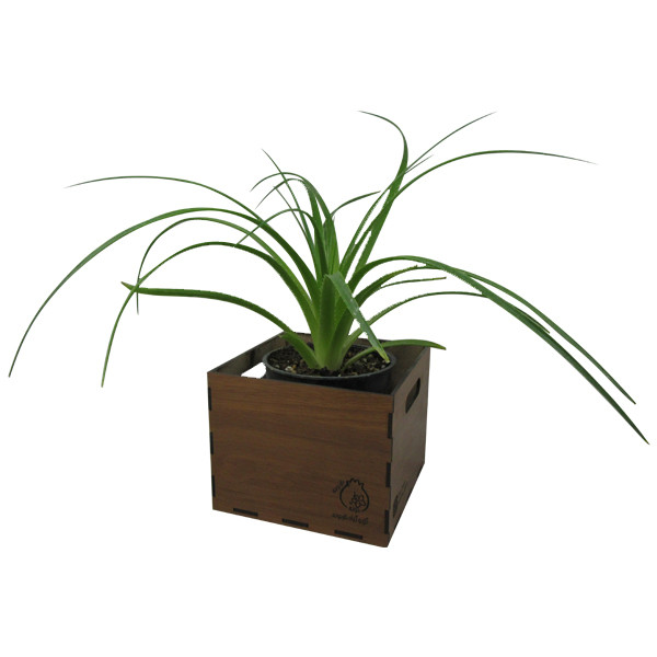 گیاه طبیعی آگاو هچتیا ناردونه کد M01 گیاه طبیعی آگاو هچتیا ناردونه کد M01