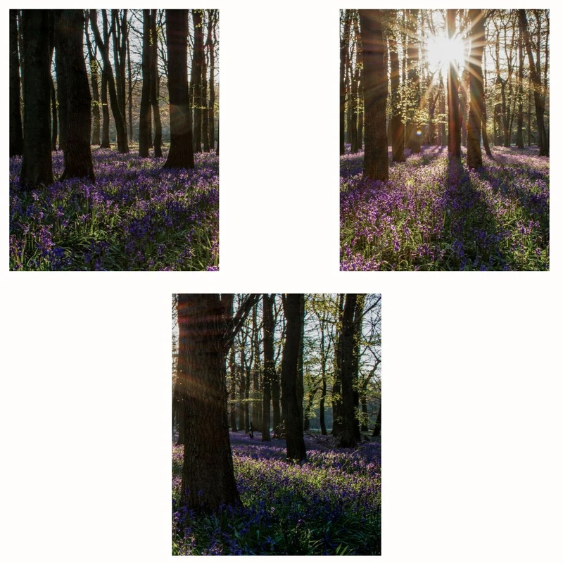 پوستر مدل مستر جنگل بنفش-طلوع آفتاب مجموعه 3 عددی