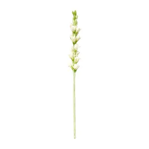 گل خشک مدل تزیینی