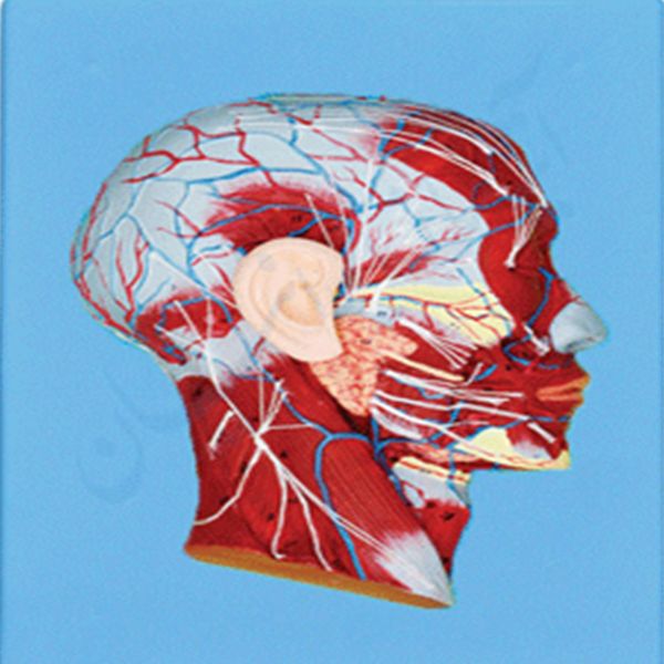 کیت آموزشی مولاژ بدن انسان مدل عضلات سر و گردن -  - 2