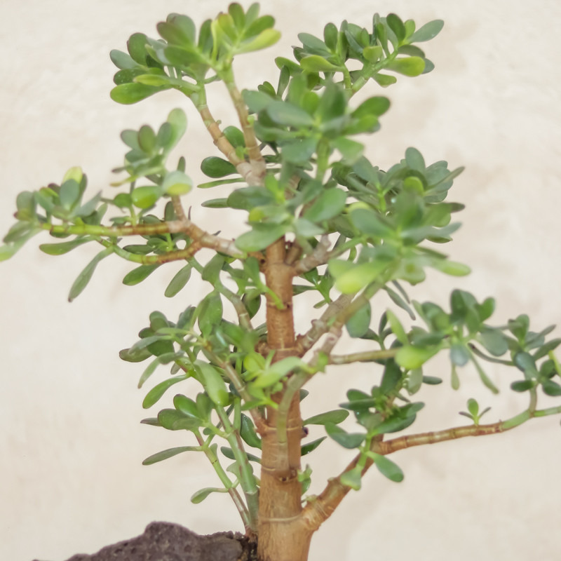 گیاه طبیعی بونسای کراسولا اواتا مدل ۵۵۹