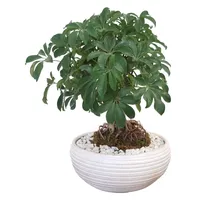 گیاه طبیعی بونسای شفلرا مدل کلکسیونی کد 900