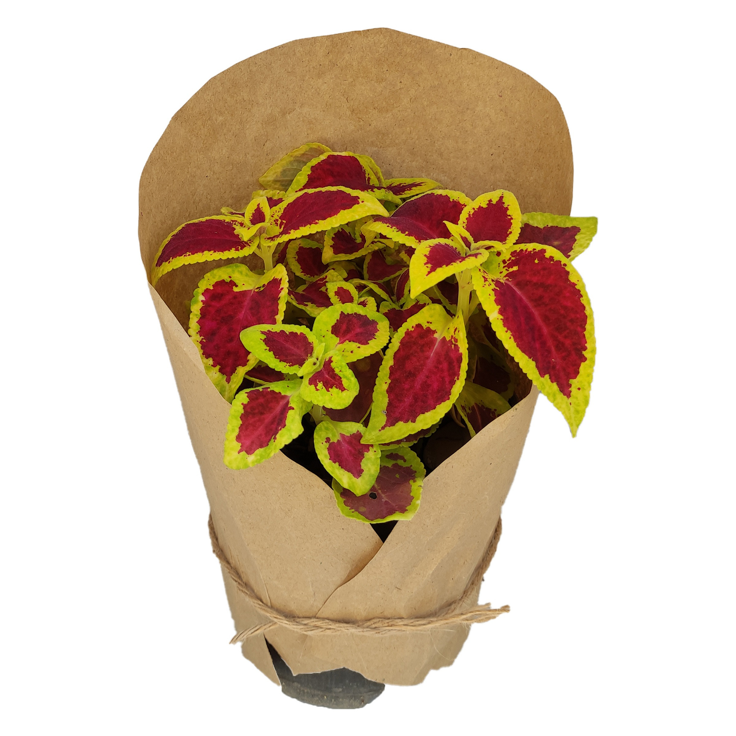 گیاه طبیعی حسن یوسف کد yt15