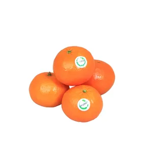 نارنگی پچ درجه یک اکوبیو 1 کیلو گرم