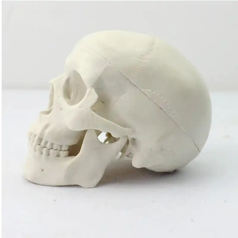 بازی آموزشی مدل مولاژ مینی جمجمه انسان کد A015