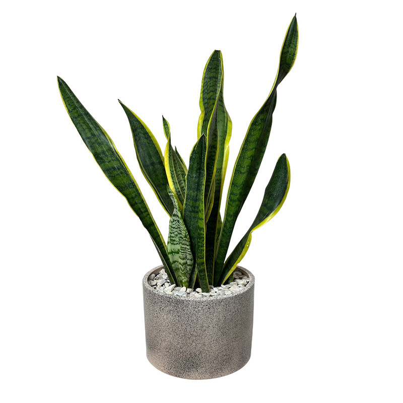 گل آپارتمانی سانسوریا ابلق کد FL404-15