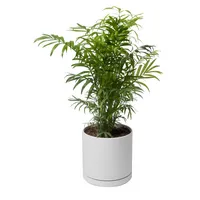 گیاه طبیعی نخل شامادورا کد 11023/2203
