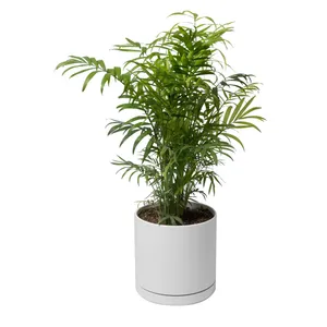 گیاه طبیعی نخل شامادورا کد 11023/2203