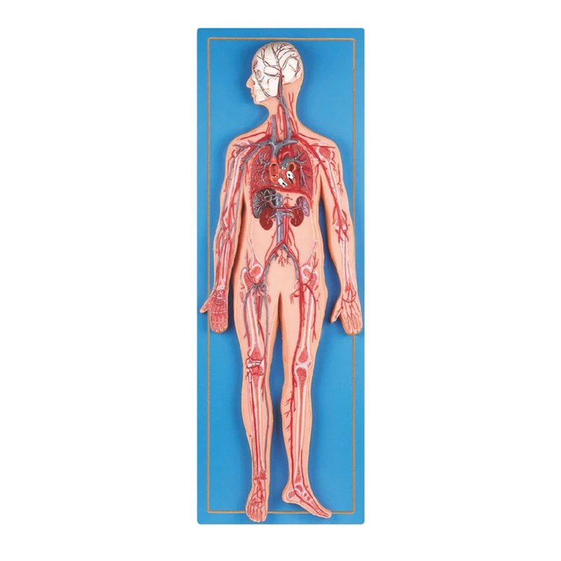 بازی آموزشی طرح مولاژ دستگاه گردش خون انسان مدل ASM47