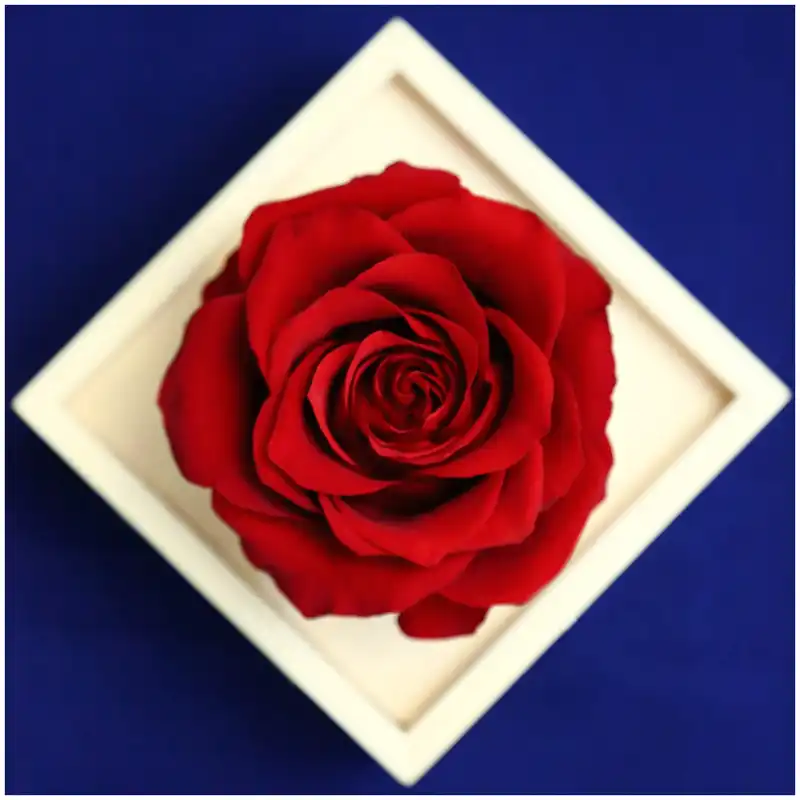 گل رز جاودان دکوفیوره مدل وودی