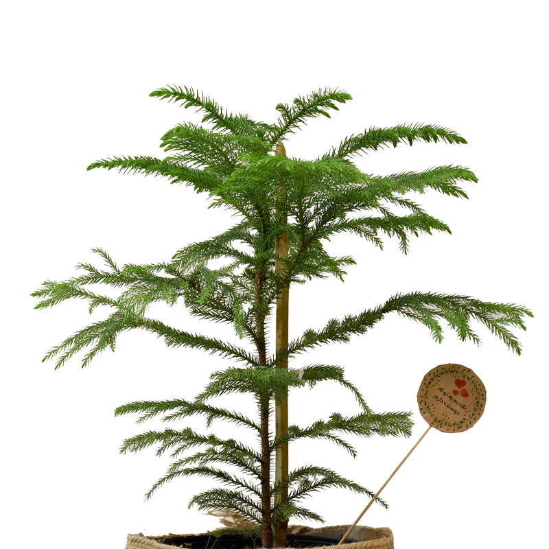 گیاه طبیعی کاج مطبق کد P.A.019