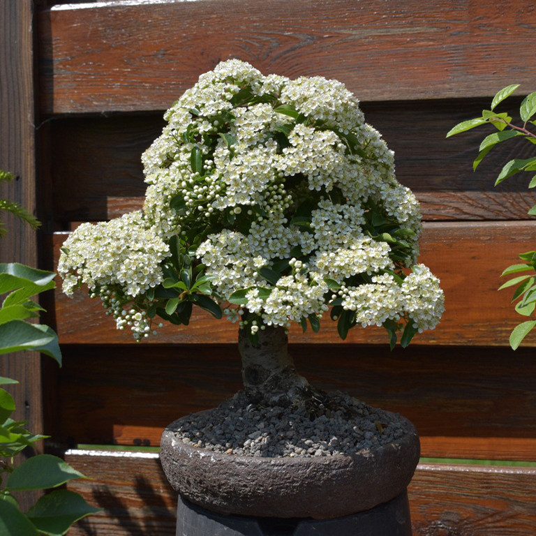 بذر بنسای پیراکانتا قرمز وانیا سید مدل N64